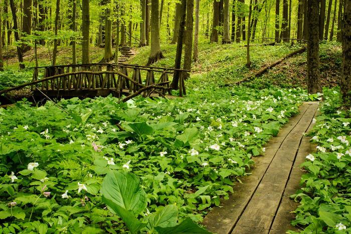 Dowagiac Woods Nature Sanctuary